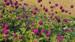Libhu Hill Resort - Promotional Video