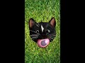 Felini Cat