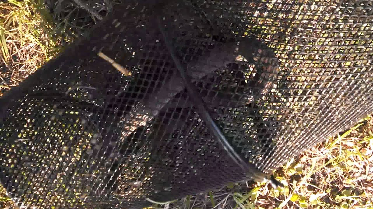 Snake in minnow trap YouTube