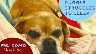 Puggle Struggles To Sleep, 16 Yrs Young, Newly Adopted