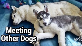 How To Introduce Your Puppy To Your Other Dogs