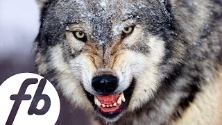 Alt-J - The Gospel Of John Hurt