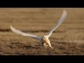 A Winter's Tale: The Journey Of The Snowy Owls