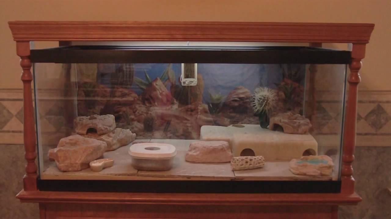 40 Gallon Leopard Gecko tank and custom built stand - YouTube