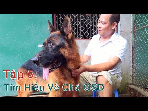 T5: Tìm Hiểu Về Chó GSD – Becgie Đức/ German Shepherd/ NhamTuatTV