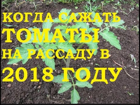Когда сажать в парник томаты Когда сажать в парник томаты