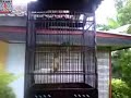 image Burung Cucak Ijo Juara 1 Kontes