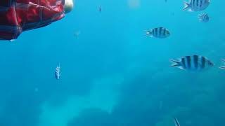 Sharks in Piti Preserve.