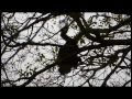 Pques Nacionales Chaco y Rio Pilcomayo - Carlos Zito Videos