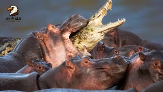Crocodile Takes On Hippo The Ultimate Territorial Dispute Wildlife Doentary