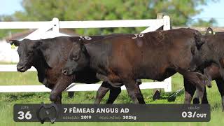 LOTE 36 - VENTRES ANGUS - LEILÃO SÃO BIBIANO 2021