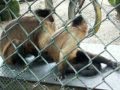 Zoológico Cafam Melgar video 1