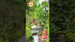 Yellow Strawberry Guava Vettichira Karshika Nursery & Farm