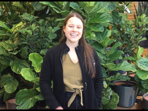 Let's Grow: Meet Gracie ENGLISH GARDENS