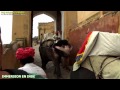 Quand visiter rajasthan