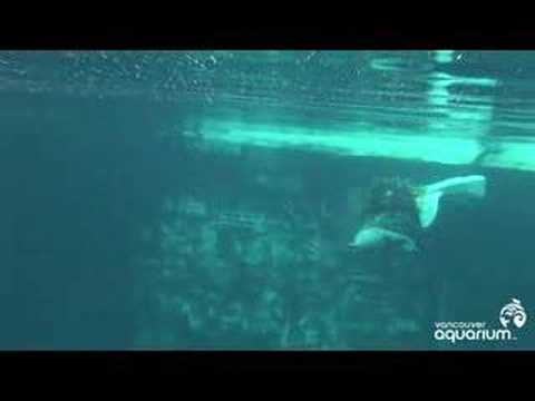 Beluga Birth