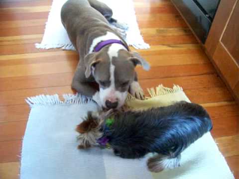 pitbull yorkie a yorkie a pit bull true pitbull yorkie a yorkie a pit bull true