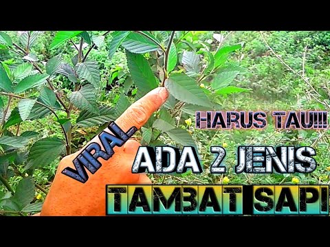Perbedaan 2 Jenis Tanaman Viral TAMBAT SAPI