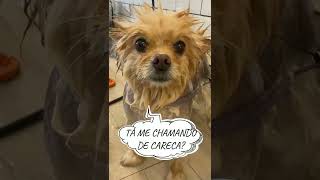 Banho Em Spitz Com Alopécia