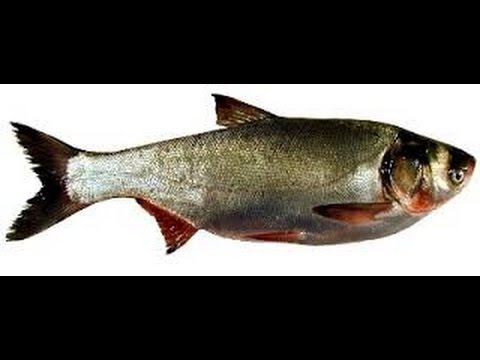 Котел нижнего горения своими руками чертежи Котел нижнего горения своими руками чертежи