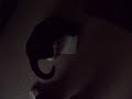 Kitty going crazy over a Hoops and Yoyo card