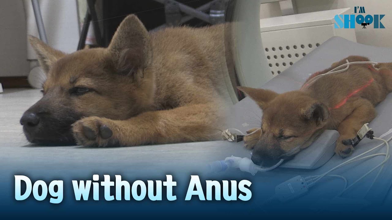 Puppies born without anus