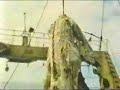 Video del muostro hallado en japon