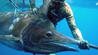 Chasse sous-marine extrême d'un Black Marlin - 250 kg de puissance pure dans le Deep Ocean Apnée