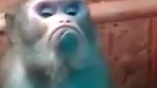 Gulmeliler Cergesinde Beyenenlerden Like Gelsin