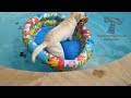 Animals & pets: Try not to grin or laugh challenge - Funny animal compilation
