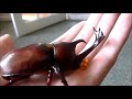 beetle