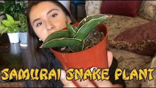 How To Care For A Samurai Dwarf Sansevieria Ehrenbergii