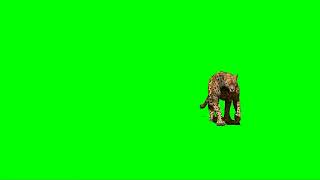 Leopard Green Screen