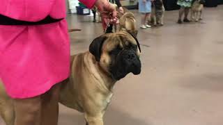 The American Bullmastiff Ociation. St. Charles, Illinois, Usa. Oct 2019
