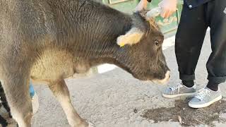 Телёнок Сосаеть Корову 🐮 #Таджикистан #Природа 🌿🍃