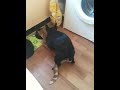 Porno chez mes animaux !! Bambou et Diesel (partie 2)