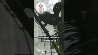 This Is An Umbrella Bird Animal A To Z