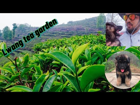 TEA GARDEN | DOG LOVER | FRIENDS FOREVER | BELLA | POKHARA | LWANG GHALEL |