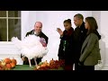 turkeys