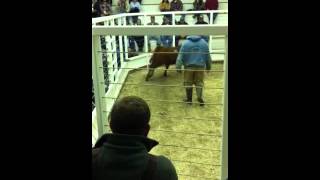 Greenville livestock auction