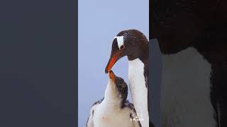 Penguins The Ultimate Survival Story Official Trailer X-Plorer Wildlife Doentary
