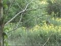 Watch Randy Hunting Whitetail Deer - Maryland 8 pt Buck - deer30outdoors.com Video