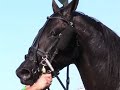 2008 Little Brown Jug Recap -- USTA Harness Racing