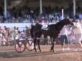 2008 Little Brown Jug Recap -- USTA Harness Racing