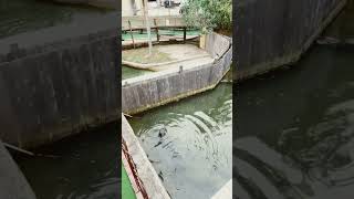 Feeding Gators Scary But Tons Of Fun Looked Like Gator Poop
