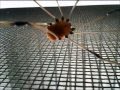 Up Close to a Daddy Longlegs Spider