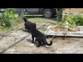 Cat gets a dog into a sleeper hold