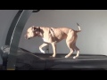 Bella - Boot Camp Level III. Advanced Dog Obedience Minnesota