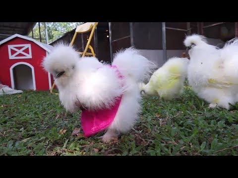 สายพันธุ์ไก่น่ารัก ตอน 2 ไก่โปแลนด์ - ไก่ซิลกี้ - ฟาร์มไก่ Doxxa House of chicken | PET Society
