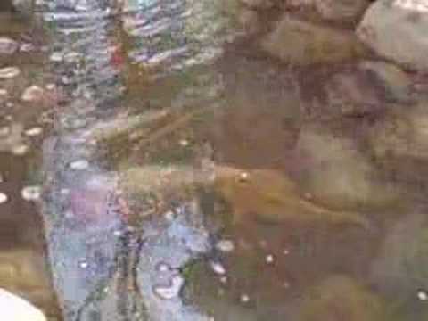 Construct a Goldfish Pond goldfish eggs in pond. Construct a Goldfish Pond
